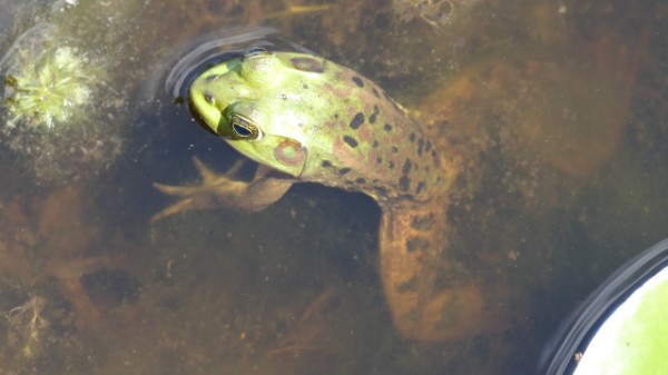 2023 MN Okefenokee Swamp Frog